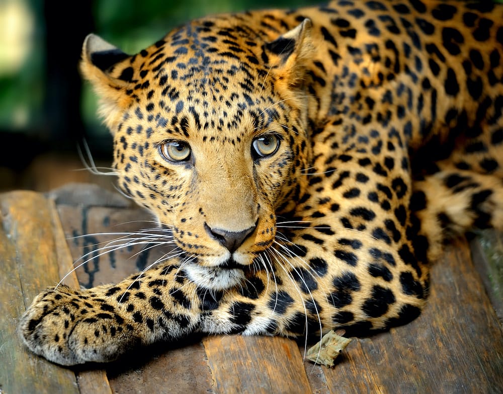 Leopard