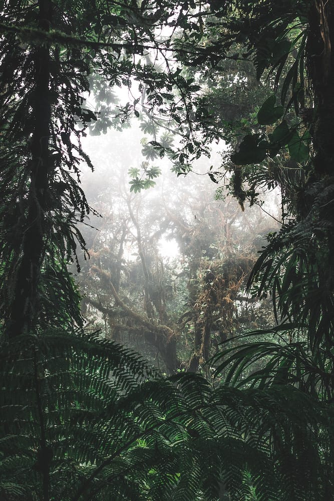 Seduced by Passion Blog Post Rain forest